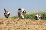 BEARDED COLLIE 221